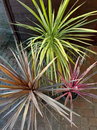 Plante de interior - Cordyline Australis verde/roșu 40-100cm