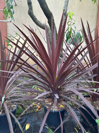 Cordyline Australis verde/roșu 40-100cm [3]