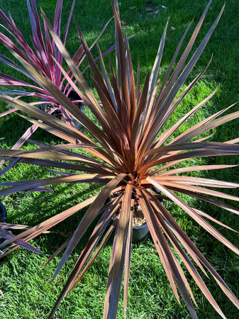 Cordyline Australis verde/roșu 40-100cm [1]