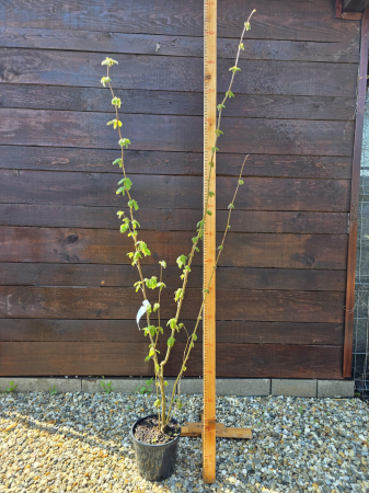 Arbori - Corylus avellana – Alun comun, arbust fructifer și ornamental 140-160cm