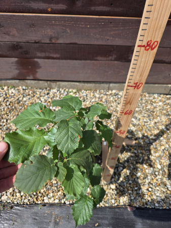 Corylus avellana – Alun comun, arbust ornamental și fructifer 40-60cm [1]