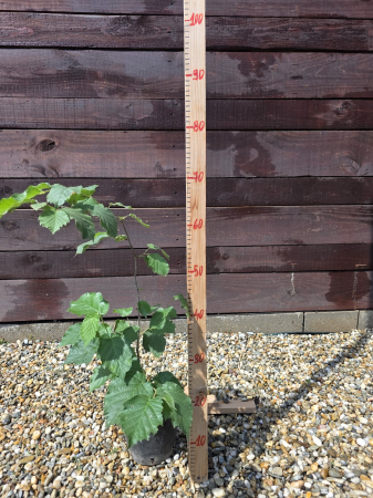 Pomi fructiferi - Corylus avellana – Alun comun, arbust ornamental și fructifer 40-60cm