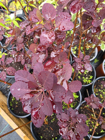 Cotinus coggygria ‘Royal Purple’ (Scumpie vișinie) – Arbust ornamental cu frunziș purpuriu intens, rezistent la secetă și ger [2]