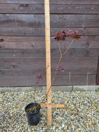 Cotinus coggygria ‘Royal Purple’ (Scumpie vișinie) – Arbust ornamental cu frunziș purpuriu intens, rezistent la secetă și ger [1]