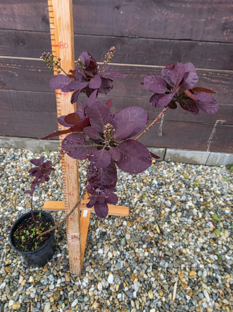 Arbuşti ornamentali - Cotinus coggygria ‘Royal Purple’ (Scumpie vișinie) – Arbust ornamental cu frunziș purpuriu intens, rezistent la secetă și ger