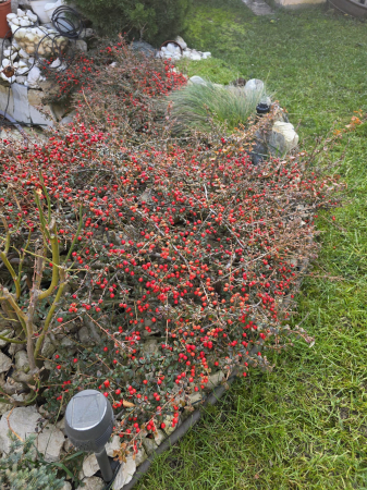 Arbuşti ornamentali - Cotoneaster horizontalis ornamental – Arbust decorativ pentru gard viu, grădini și amenajări peisagistice în România