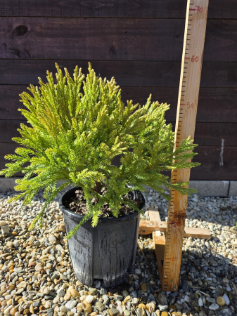 Conifere - Cryptomeria japonica – Cedru japonez ornamental pentru grădină, vesnic verde 40-60cm