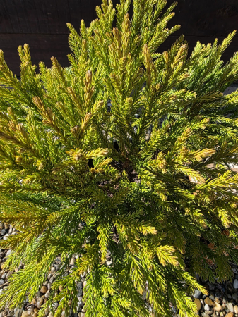Cryptomeria japonica – Cedru japonez ornamental pentru grădină, vesnic verde 40-60cm [1]