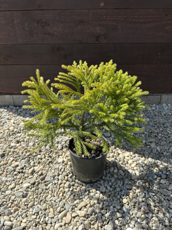 Cryptomeria japonica – Conifer decorativ exotic, veșnic verde, ideal pentru grădini elegante [2]
