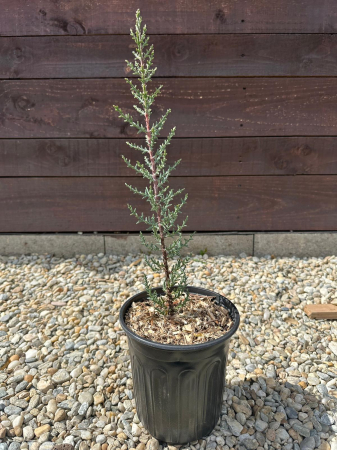 Cupressocyparis Sempervirens Totem – Chiparos columnar pentru grădină, conifer ornamental rezistent 20-30cm [2]