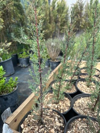 Conifere - Cupressocyparis Sempervirens Totem – Chiparos columnar pentru grădină, conifer ornamental rezistent 20-30cm