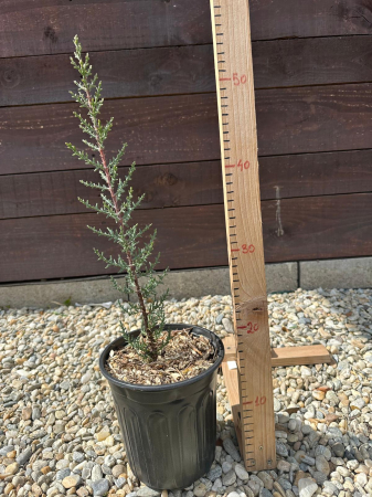 Cupressocyparis Sempervirens Totem – Chiparos columnar pentru grădină, conifer ornamental rezistent 20-30cm [1]