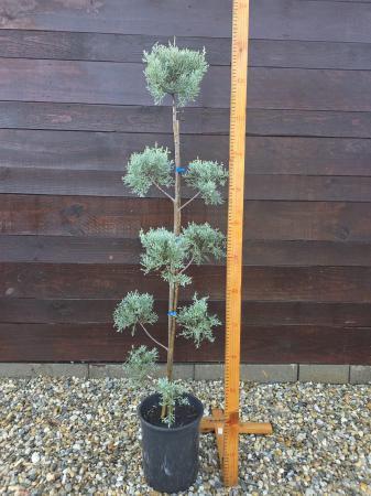 Conifere - Cupressus Arizonica Pon Pon – Conifer ornamental sculptat pentru grădini premium 100-120