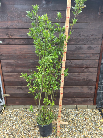 AROMATICE - Dafin ornamental și aromatic, ideal pentru terasă și grădină. Plantă mediteraneană veșnic verde, ușor de întreținut. 130-160cm