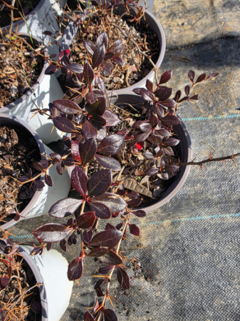 Drăcilă roșie pitică – Berberis thunbergii Atropurpurea Nana, arbust ornamental rezistent la ger [1]