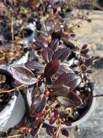 Arbuşti ornamentali - Drăcilă roșie pitică – Berberis thunbergii Atropurpurea Nana, arbust ornamental rezistent la ger
