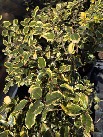 Elaeagnus ebbingei Aurea – Arbust ornamental veșnic verde cu frunze aurii pentru grădină 50-70cm [3]