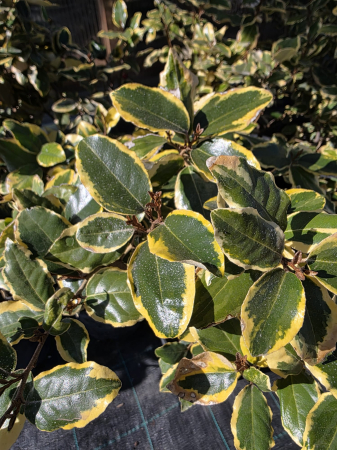 Arbuşti ornamentali - Elaeagnus ebbingei Aurea – Arbust ornamental veșnic verde cu frunze aurii pentru grădină 50-70cm