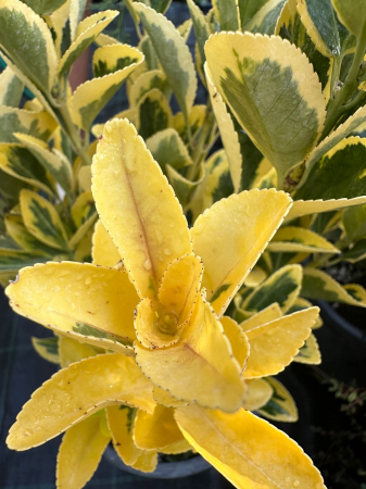 Eonimus Aureus - Euonymus - Salba Japoneza 30-50 cm [3]