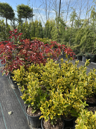 Eonimus Aureus - Euonymus - Salba Japoneza 30-50 cm [1]