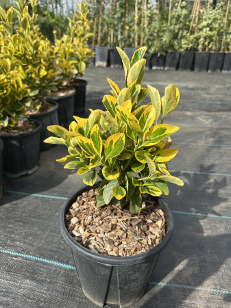 Eonimus Aureus - Euonymus - Salba Japoneza 30-50 cm [5]