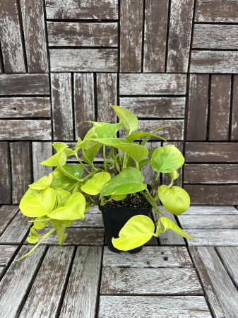 Plante de interior - Epipremnum aureum Neon Pothos - plante tropicale de apartament