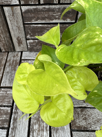 Epipremnum aureum Neon Pothos - plante tropicale de apartament [2]