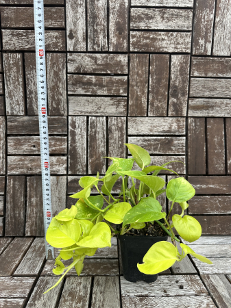 Epipremnum aureum Neon Pothos - plante tropicale de apartament [3]