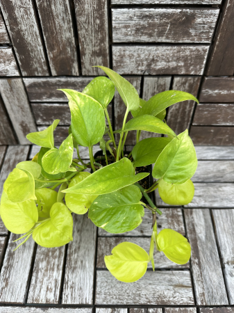 Epipremnum aureum Neon Pothos - plante tropicale de apartament [1]