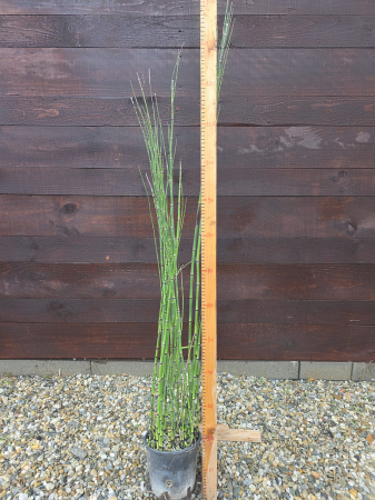 PLANTE ACVATICE - Equisetum hyemale (Coada-calului decorativă) – Plantă ornamentală verticală pentru grădină, iaz sau ghiveci 110-130cm