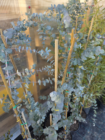 Arbuşti ornamentali - Eucalyptus cinerea – Eucalipt argintiu rezistent la ger, ornamental cu frunze aromatice 180-200cm