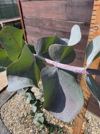 Eucalyptus cinerea – Eucalipt argintiu rezistent la ger, ornamental cu frunze aromatice 180-200cm [1]