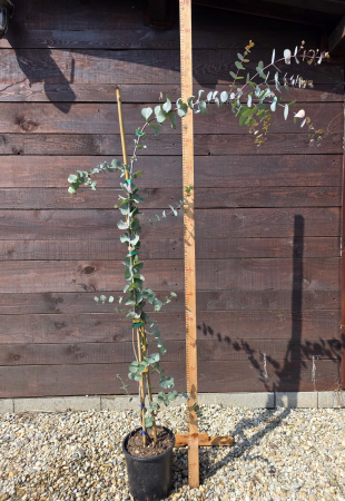 Eucalyptus cinerea – Eucalipt argintiu rezistent la ger, ornamental cu frunze aromatice 180-200cm [2]