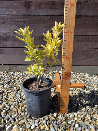 Euonymus fortunei Emerald Gold – Arbust ornamental variegat veșnic verde 20-30cm [1]