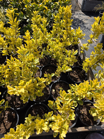 Euonymus fortunei Emerald Gold – Arbust ornamental variegat veșnic verde 20-30cm [3]