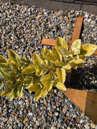 Arbuşti ornamentali - Euonymus fortunei Emerald Gold – Arbust ornamental variegat veșnic verde 20-30cm