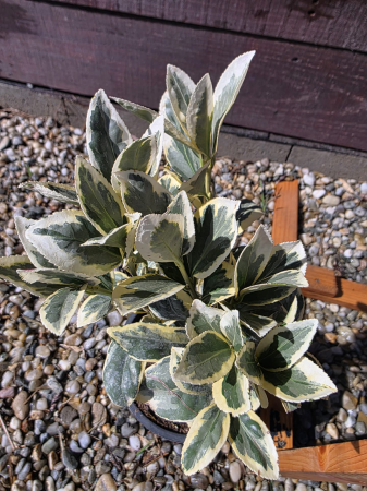 Arbuşti ornamentali - Euonymus japonicus Albomarginatus – Arbust ornamental variegat veșnic verde 20-30cm