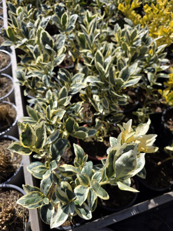 Euonymus japonicus Albomarginatus – Arbust ornamental variegat veșnic verde 20-30cm [1]