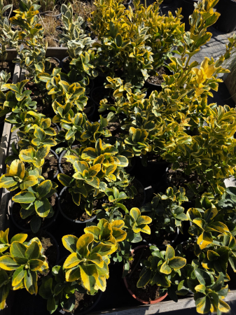 Euonymus japonicus Aureus – Euonymus auriu, arbust ornamental veșnic verde 50-70cm [1]