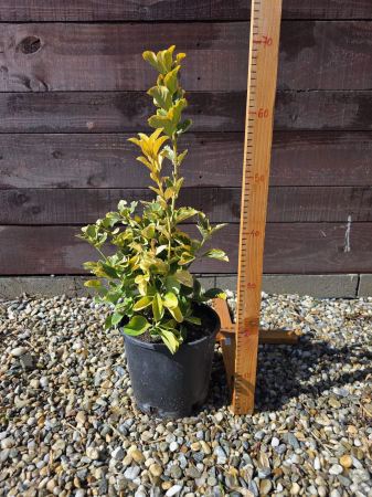 Arbuşti ornamentali - Euonymus japonicus Aureus – Euonymus auriu, arbust ornamental veșnic verde 50-70cm
