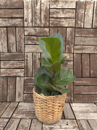 Plante de interior - Ficus Lyrata - Ficus Liră 30cm