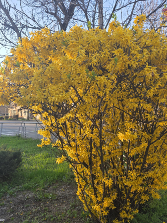 Arbuşti ornamentali - Forsythia intermedia – Forsitia - arbust ornamental cu flori galbene de primăvară 110-130cm