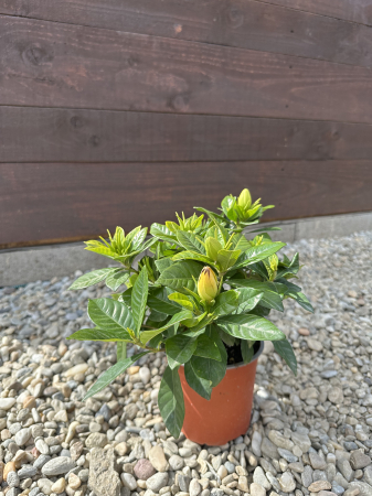 Gardenia – Arbust cu flori albe parfumate, ideal pentru terasă sau grădină [1]