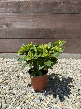 Gardenia – Arbust cu flori albe parfumate, ideal pentru terasă sau grădină [2]