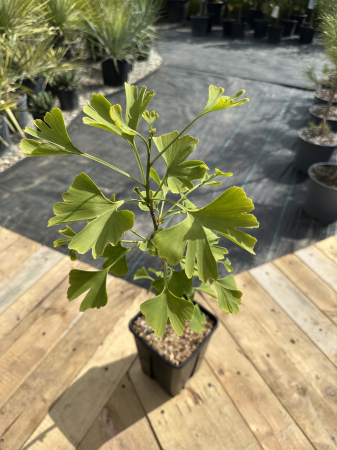 Arbuşti ornamentali - Ginkgo biloba – Arbore decorativ cu frunze spectaculoase, ideal pentru grădini și alei