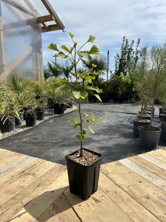 Ginkgo biloba – Arbore decorativ cu frunze spectaculoase, ideal pentru grădini și alei [1]