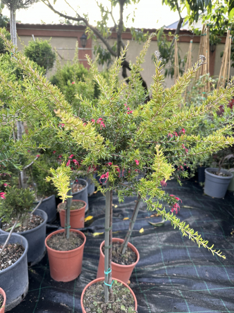 Arbuşti ornamentali - Grevillea Rosmarinifolia