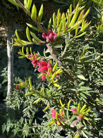 Grevillea Rosmarinifolia [4]
