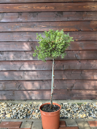 Grevillea Rosmarinifolia [1]