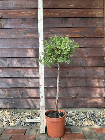 Grevillea Rosmarinifolia [2]